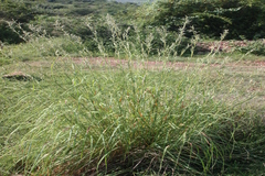 Cymbopogon coloratus